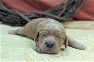 Adler - Cockapoo for sale