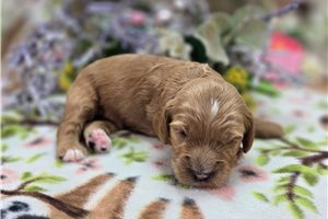 Icon - Cockapoo for sale