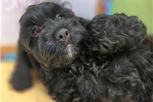 Peach - Cockapoo for sale