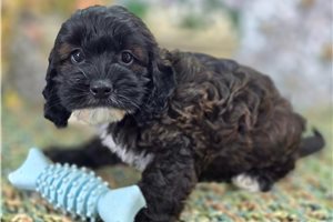 Abigail - Cockapoo for sale