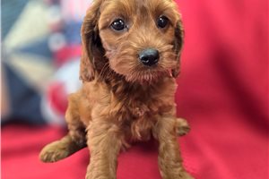 Lavender - Cockapoo for sale