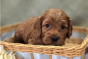 Iggy - Cockapoo for sale