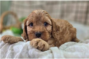 Indie - Cockapoo for sale
