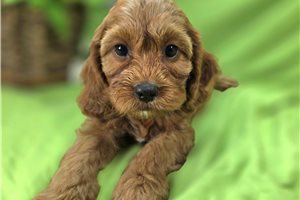 Ibeza - Cockapoo for sale