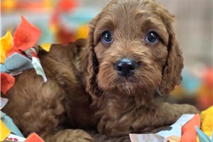 Chai - Cockapoo for sale