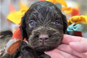 Bash - puppy for sale