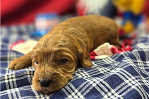 Larkin - Cockapoo for sale