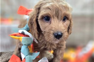 Barley - puppy for sale
