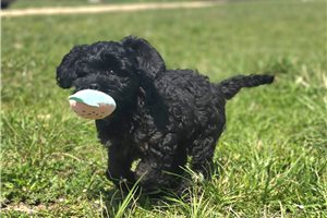 Adeline - Cockapoo for sale