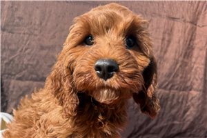 Cumin - Cockapoo for sale