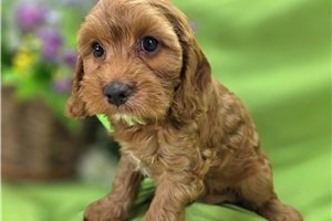 Ibby - Cockapoo for sale