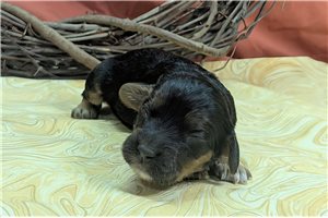 Addie - puppy for sale