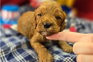 Lars - Cockapoo for sale