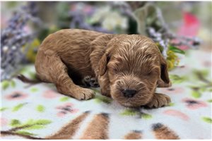 Latka - Cockapoo for sale