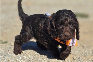 Blaine - Cockapoo for sale