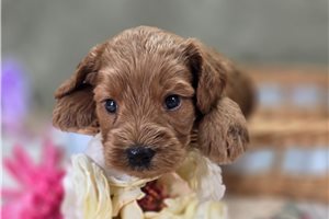 Larkin - Cockapoo for sale