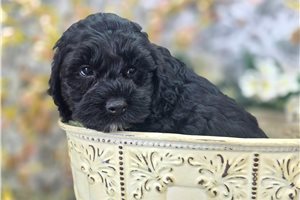 Adeline - puppy for sale