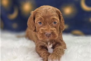 Donovan - Cockapoo for sale