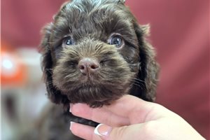 Bambi - Cockapoo for sale