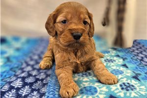 Drucilla - Cockapoo for sale