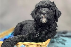 Oscar - Cockapoo for sale