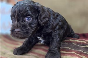 Bethany - Cockapoo for sale