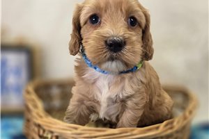 Maeve - Cockapoo for sale