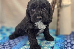 Asher - Cockapoo for sale