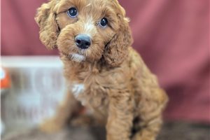 Rosemary - Cockapoo, placed in Springfield