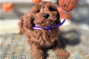 Cayenne - Cockapoo for sale