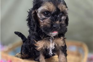 Addie - Cockapoo for sale