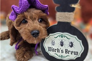 Cayenne - Cockapoo for sale