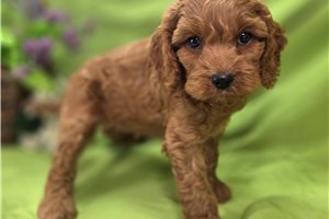 Langston - Cockapoo for sale