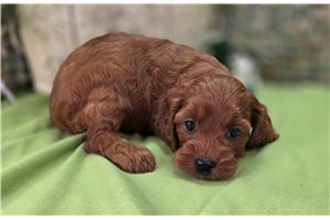 Lavender - Cockapoo for sale