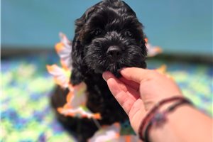 Peach - Cockapoo for sale