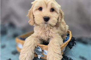 Mateo - Cockapoo for sale