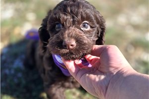 Bridget - Cockapoo for sale