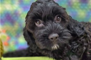Peach - Cockapoo for sale