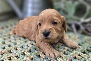 Adele - Cockapoo for sale