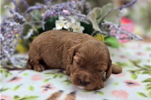 Ibeza - Cockapoo for sale