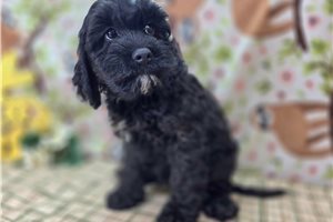 Adeline - Cockapoo for sale