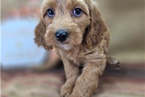 Paprika - Cockapoo for sale