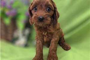 Lavender - Cockapoo for sale