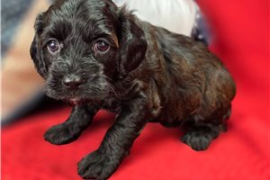 Peach - Cockapoo for sale