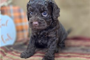 Bash - Cockapoo for sale