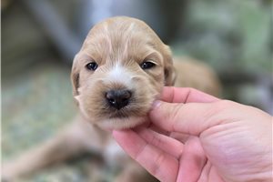 Adelaide - Cockapoo for sale