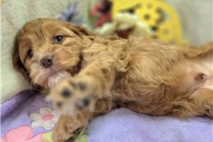 Drake - Cockapoo for sale