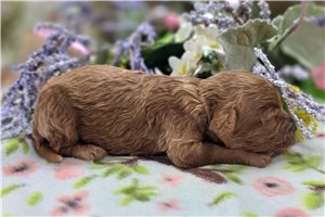 Langston - Cockapoo for sale