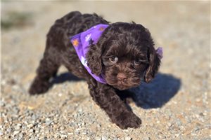 Bitsy - Cockapoo for sale