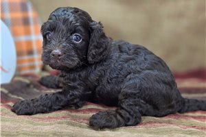 Blaine - Cockapoo for sale